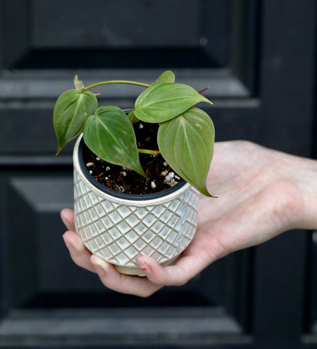 Philodendron Micans Velvet in a 2" Nursery Pot -Velvet Leaf - Heartleaf Philodendron - Rare Indoor Plant - Easy Care Gift Houseplant