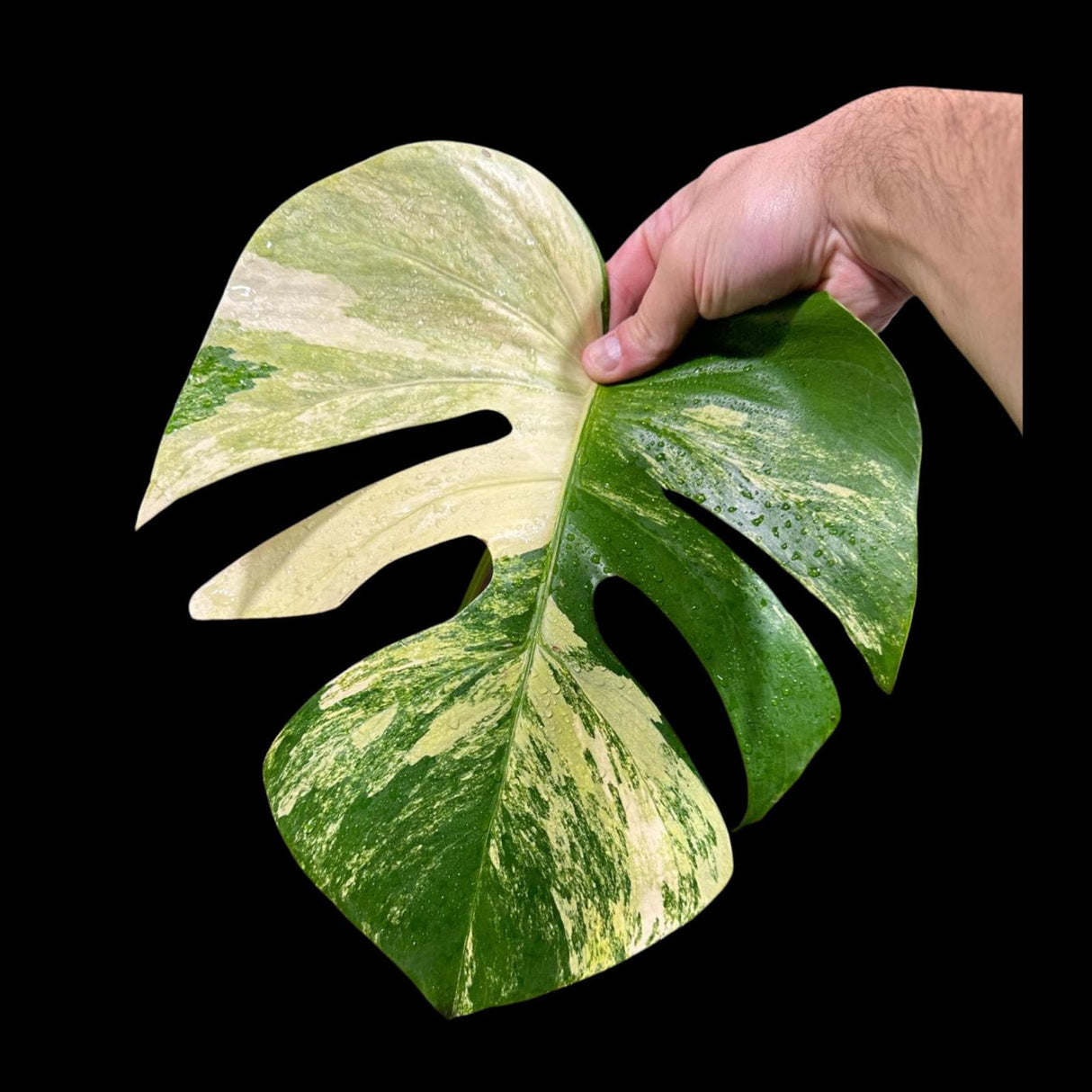 Monstera Aurea High Variegated Borsigiana in a Nursery Pot - Monstera Aurea Top Cut Potted Plant - Monstera Marmota - SAME PLANT as images