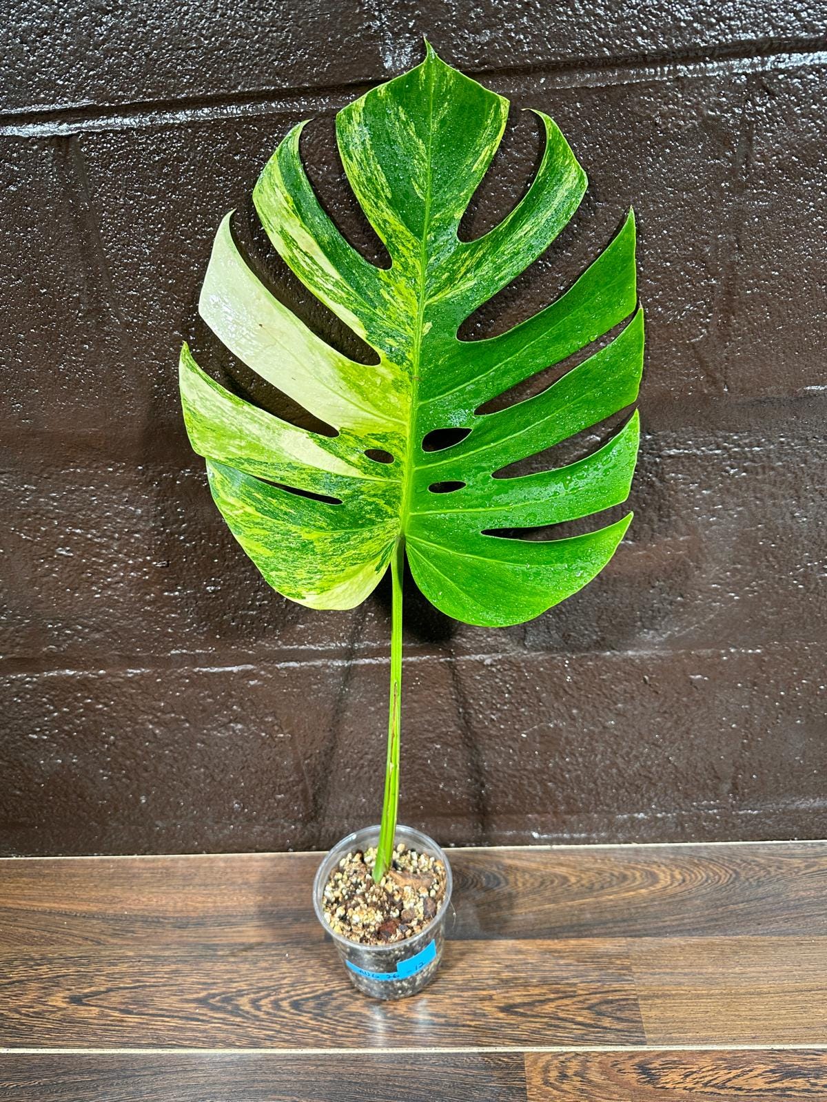 Monstera Aurea Variegated Borsigiana in a Nursery Pot - Monstera Aurea Single Leaf Plant - Monstera Marmota - US Seller