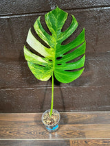 Monstera Aurea Variegated Borsigiana in a Nursery Pot - Monstera Aurea Single Leaf Plant - Monstera Marmota - US Seller