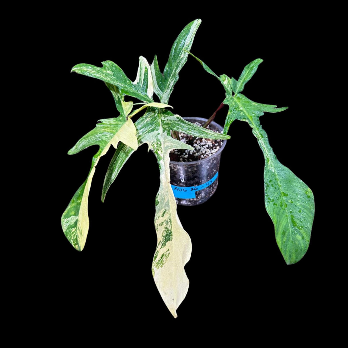 Variegated Philodendron Florida Beauty in a Nursery Pot - Extremely Rare Variegated Florida Beauty Live plant - Aroid Potted Plant