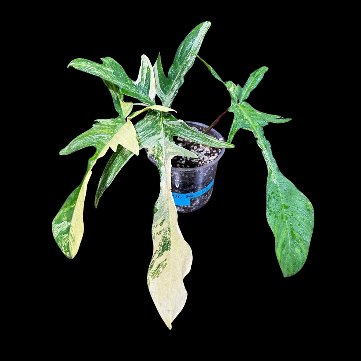 Variegated Philodendron Florida Beauty in a Nursery Pot - Extremely Rare Variegated Florida Beauty Live plant - Aroid Potted Plant