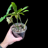 Variegated Philodendron Florida Beauty in a Nursery Pot - Extremely Rare Variegated Florida Beauty Live plant - Aroid Potted Plant