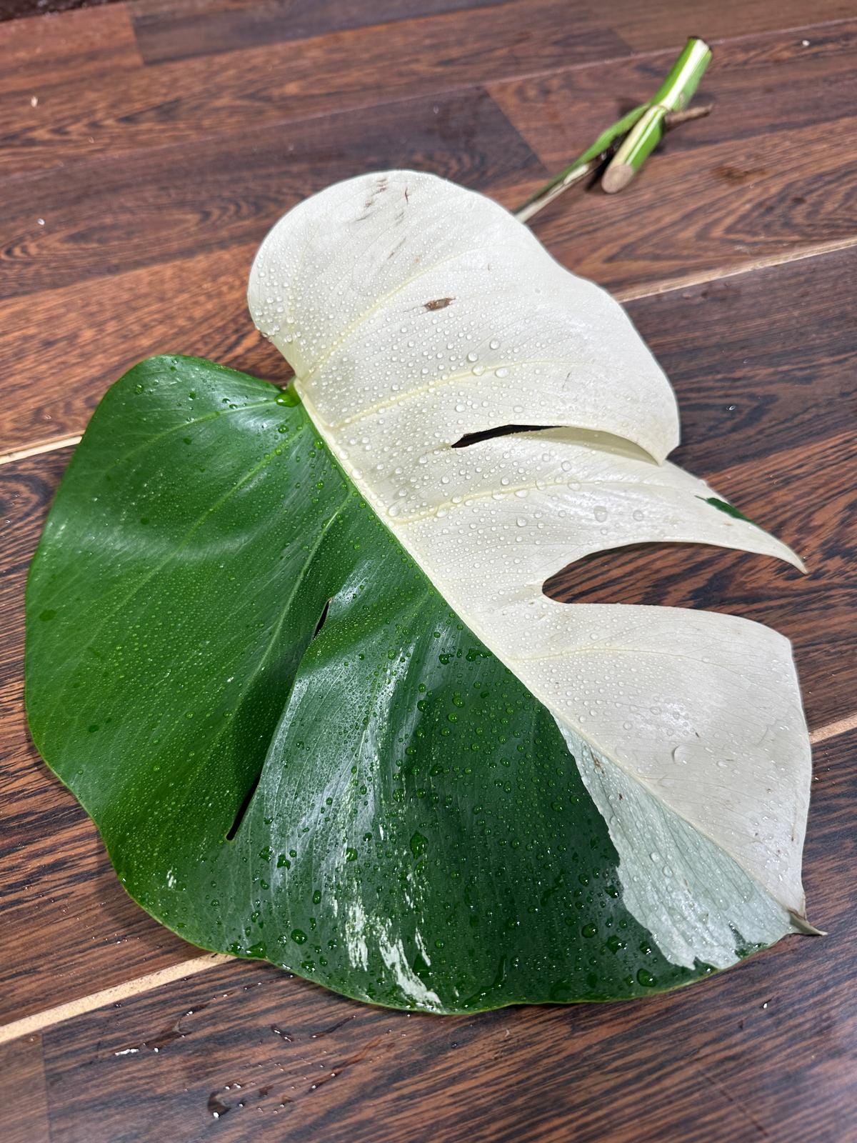 Variegated Monstera Albo Cutting - White Monstera Albo Borsigiana Plant - Rare Collector Indoor Plant - Best Gift Plant - US Seller