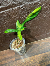 Variegated Philodendron Florida Beauty in a Pot-Extremely Rare Variegated Florida Beauty Live plant-Similar Potted Plant