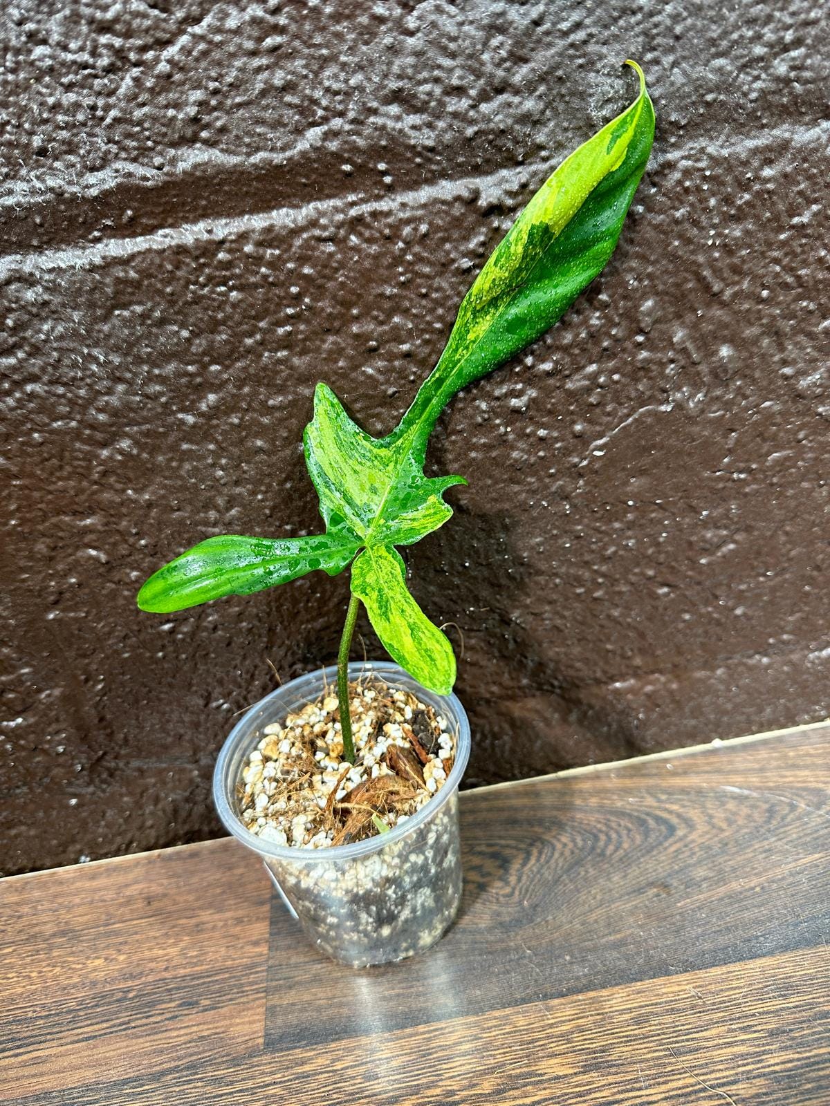 Variegated Philodendron Florida Beauty in a Pot-Extremely Rare Variegated Florida Beauty Live plant-Similar Potted Plant
