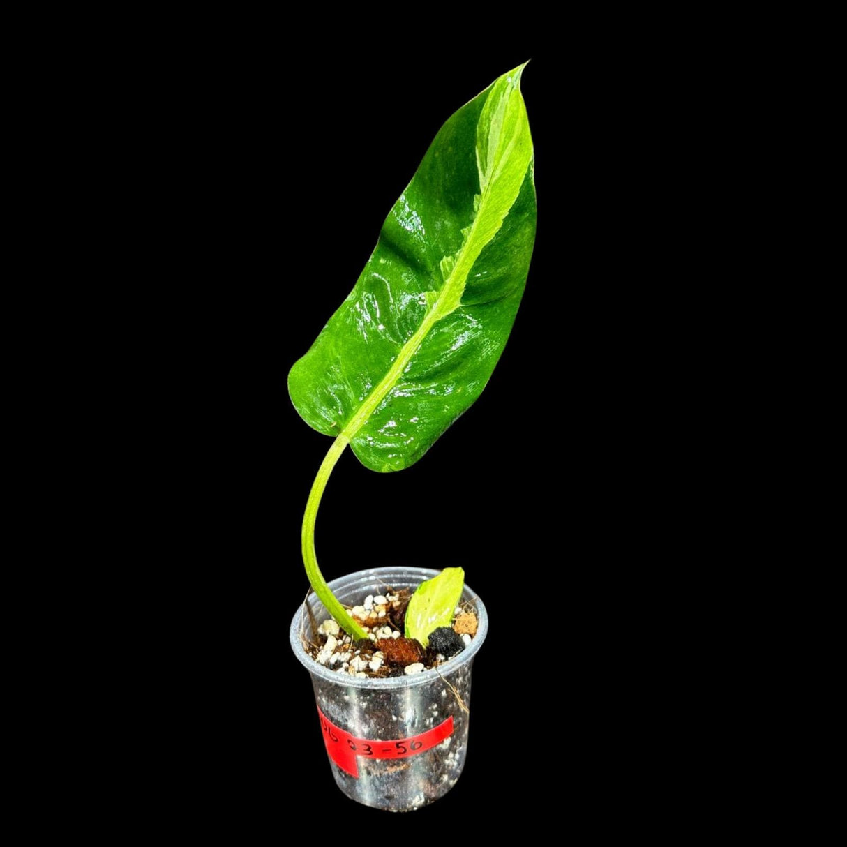 Variegated Philodendron Thai Sunrise in a Nursery Pot- Tropical Plant - Rare Houseplant - Exact Same Potted Plant- US Seller