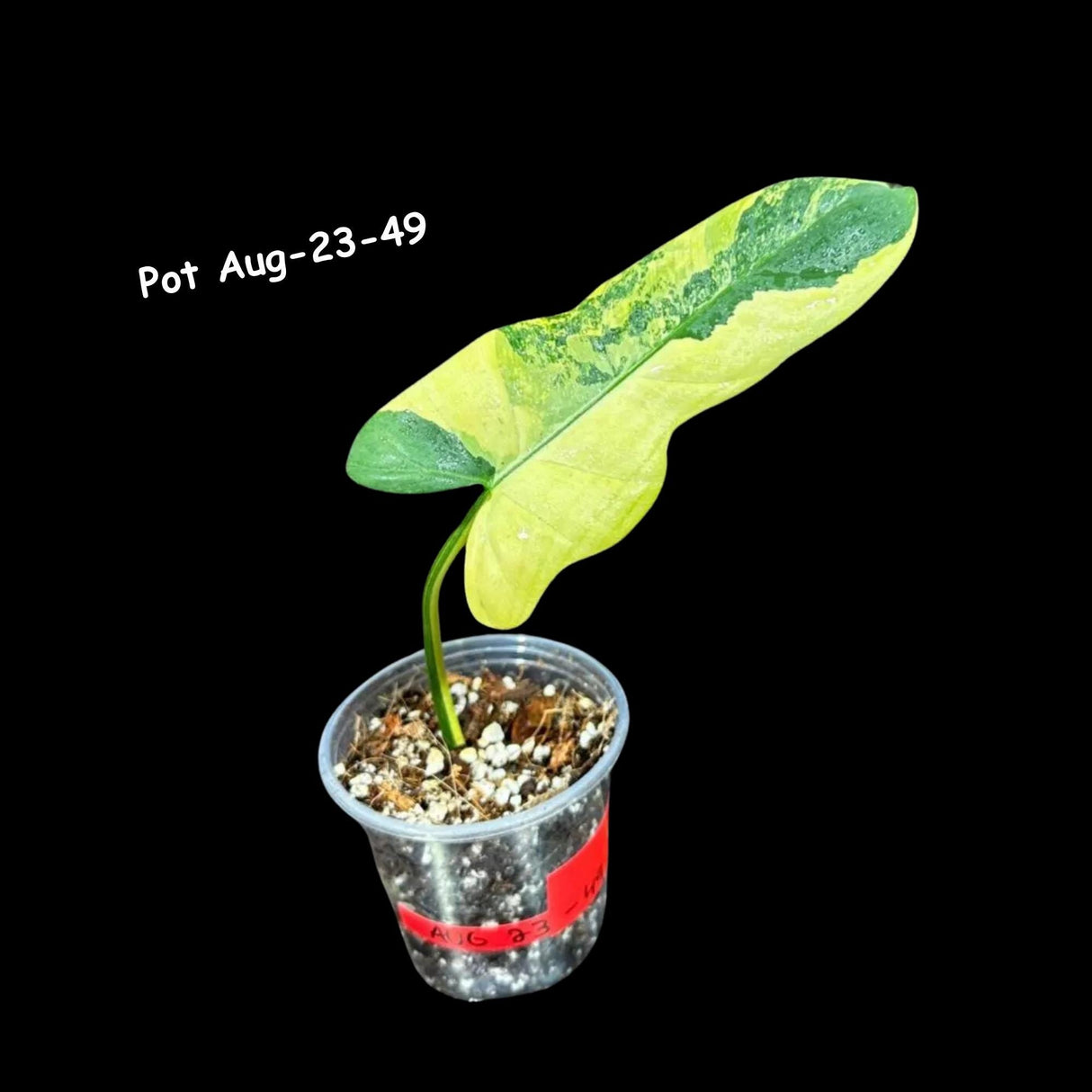 Philodendron Bipennifolium Variegated- Variegated Philodendron Bipennifolium Cutting - Exact SAME Plant - US Seller
