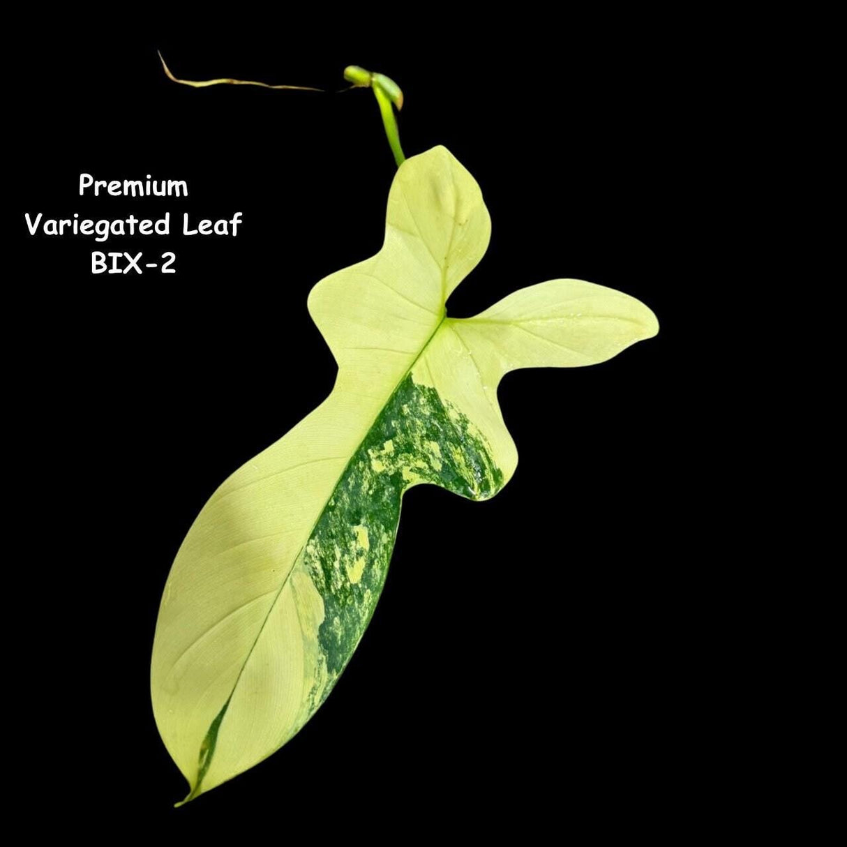 Philodendron Bipennifolium Variegated- Variegated Philodendron Bipennifolium Cutting - Exact SAME Plant - US Seller