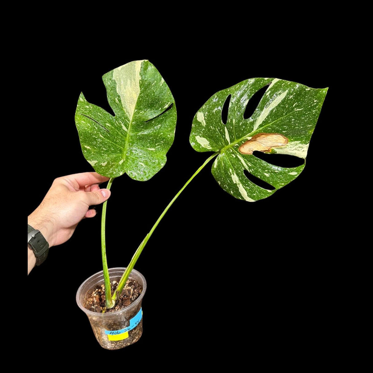 Variegated Monstera Thai Constellation Plant in a Nursery Pot - Tall Monstera Thai Plant - Rare Collector Indoor Plant - US Seller