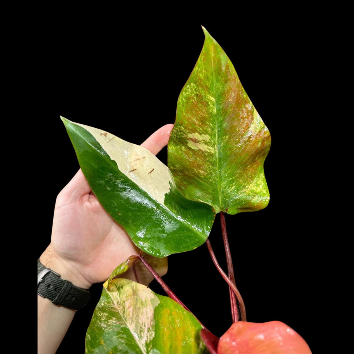 Variegated Philodendron Strawberry Shake in a Nursery Pot - Strawberry Shake RARE Collector Potted Plant - Tropical House Plants