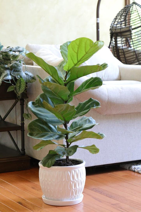 Fiddle Fig Tree Live Houseplant | Large Fixus Lyrata Fig Tree for indoor | 2.5 Feet Indoor Tree in 10” Nursery Pot