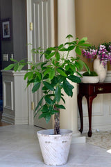 Money Tree Plant 3 Feet Tall in a 10" Nursery Pot - Good Luck Tree - Air Purifier Gift Houseplant - Pachira Aquatica Indoor Office Plant