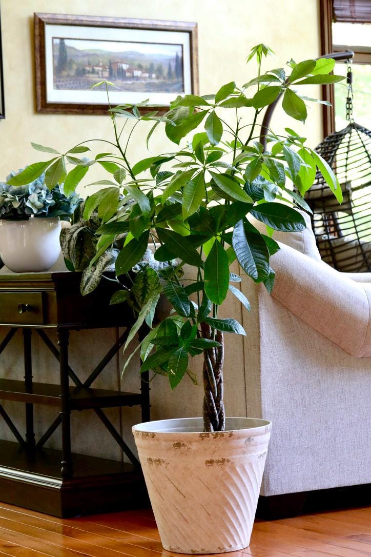Money Tree Plant 3 Feet Tall in a 10" Nursery Pot - Good Luck Tree - Air Purifier Gift Houseplant - Pachira Aquatica Indoor Office Plant