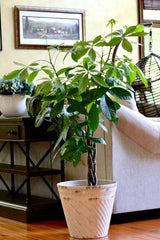 Money Tree Plant 3 Feet Tall in a 10" Nursery Pot - Good Luck Tree - Air Purifier Gift Houseplant - Pachira Aquatica Indoor Office Plant