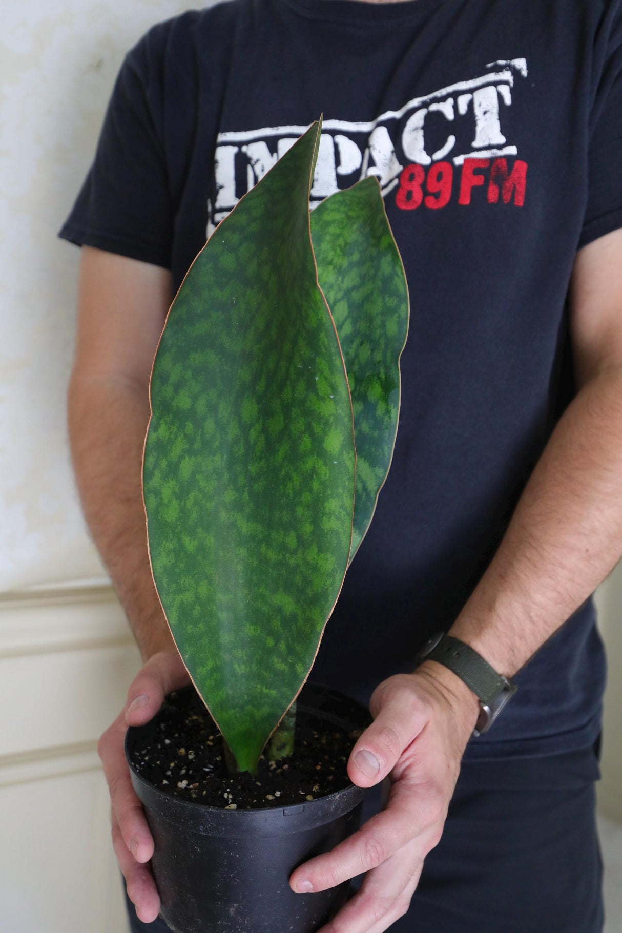 Sansevieria Shark Fin Masoniana in a 4" Pot - Live Indoor Gift HouseplantMother-in-Law Plant - Air Purifying Plants