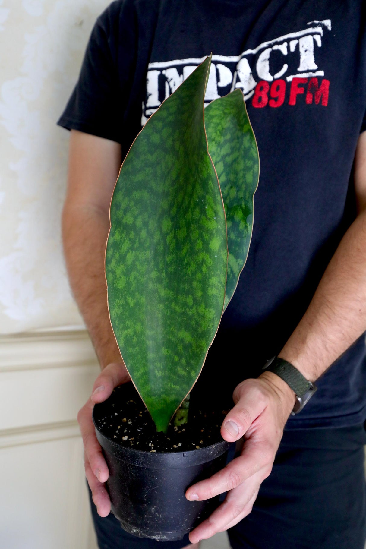 Sansevieria Shark Fin Masoniana in a 4" Pot - Live Indoor Gift HouseplantMother-in-Law Plant - Air Purifying Plants