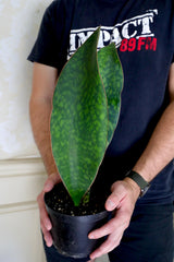 Sansevieria Shark Fin Masoniana in a 4" Pot - Live Indoor Gift HouseplantMother-in-Law Plant - Air Purifying Plants