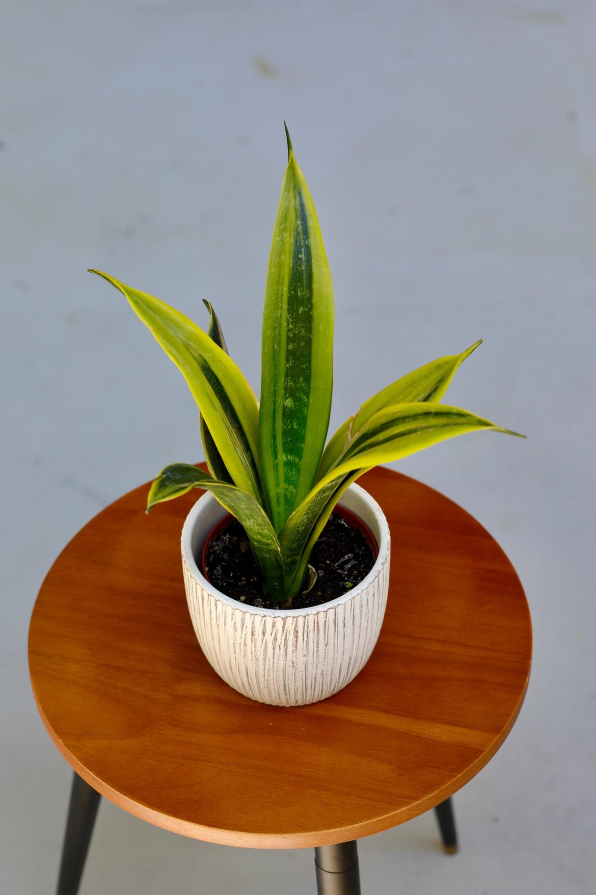 Rare Sansevieria La Rubia in a 3" Nursery Pot - Snake Plant - Low Light Indoor Houseplant - Air Purifying Plants - Mother-in-Law Plants