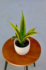 Rare Sansevieria La Rubia in a 3" Nursery Pot - Snake Plant - Low Light Indoor Houseplant - Air Purifying Plants - Mother-in-Law Plants