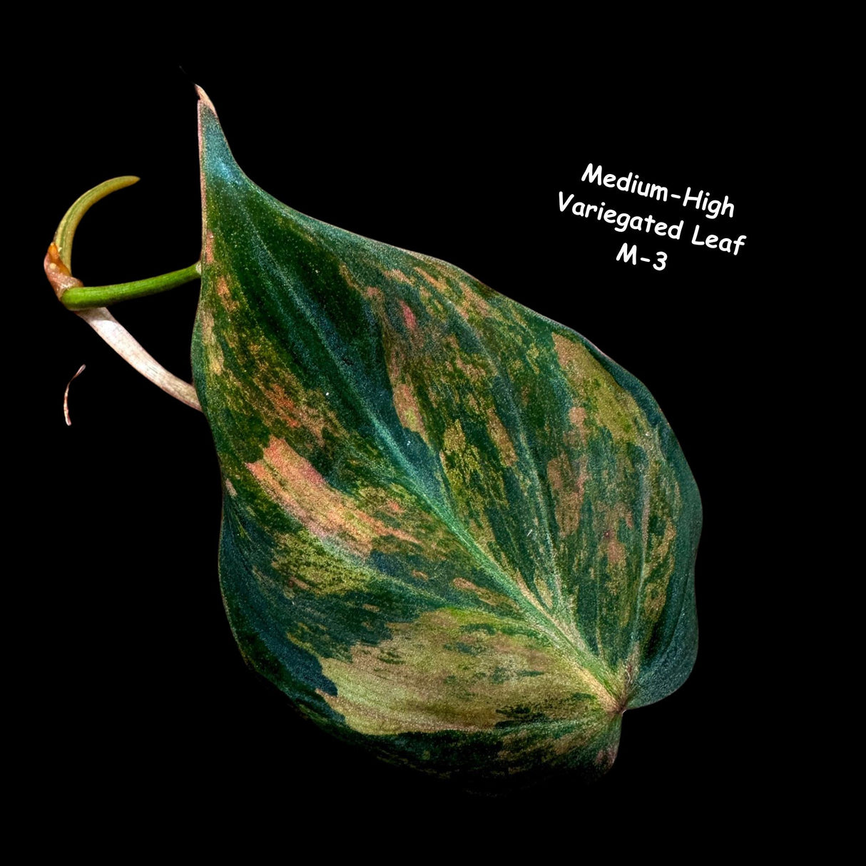 Variegated Philodendron Mican - Velvet Philodendron - Heartleaf Philodendron - Low Light Vining Indoor Plants - Exotic Office Plants