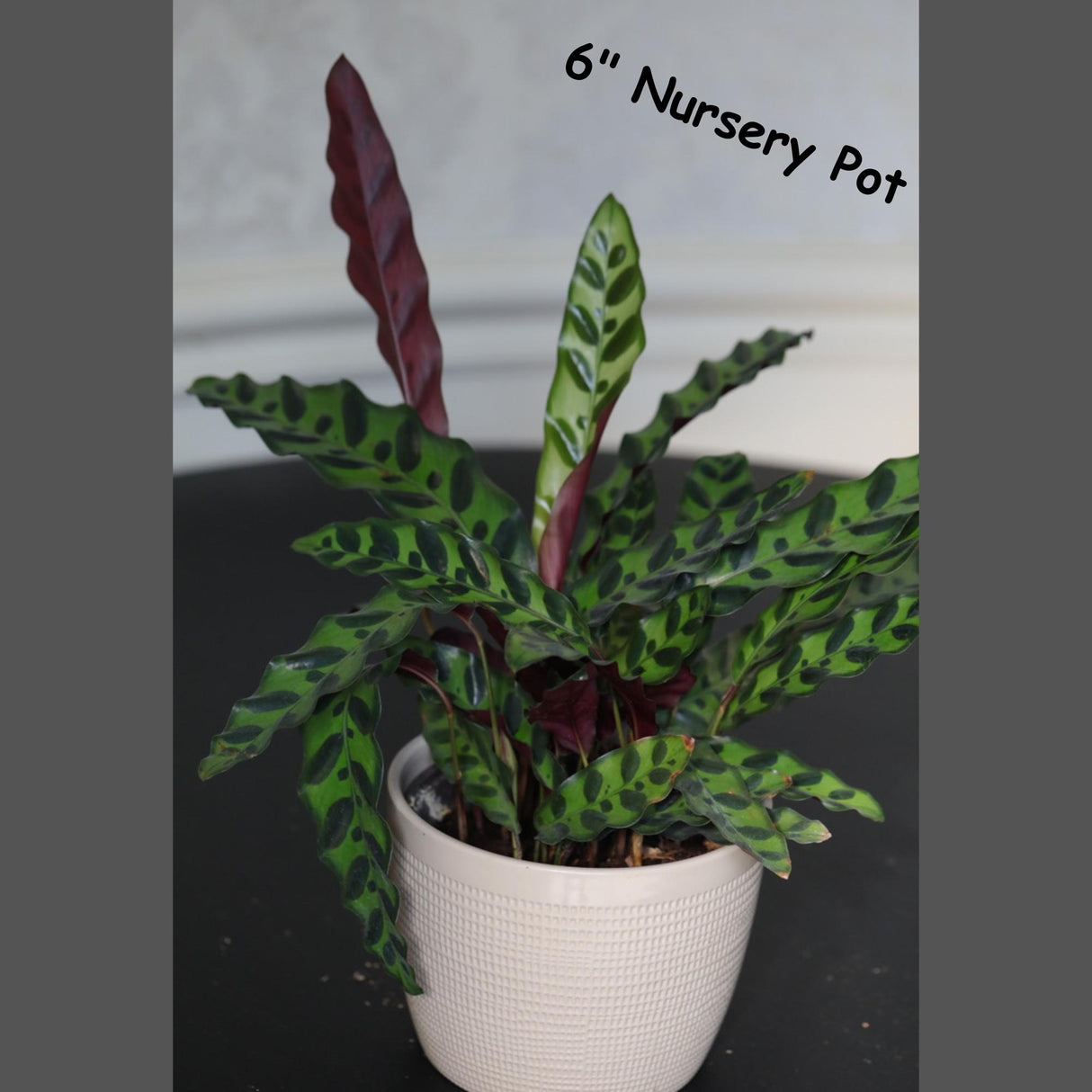 Live Calathea Lancifolia in a Nursery Pot - Air purifier Indoor plant - Low Light Houseplant - Rattlesnake Plant - Office Gift Plants