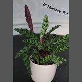 Live Calathea Lancifolia in a Nursery Pot - Air purifier Indoor plant - Low Light Houseplant - Rattlesnake Plant - Office Gift Plants