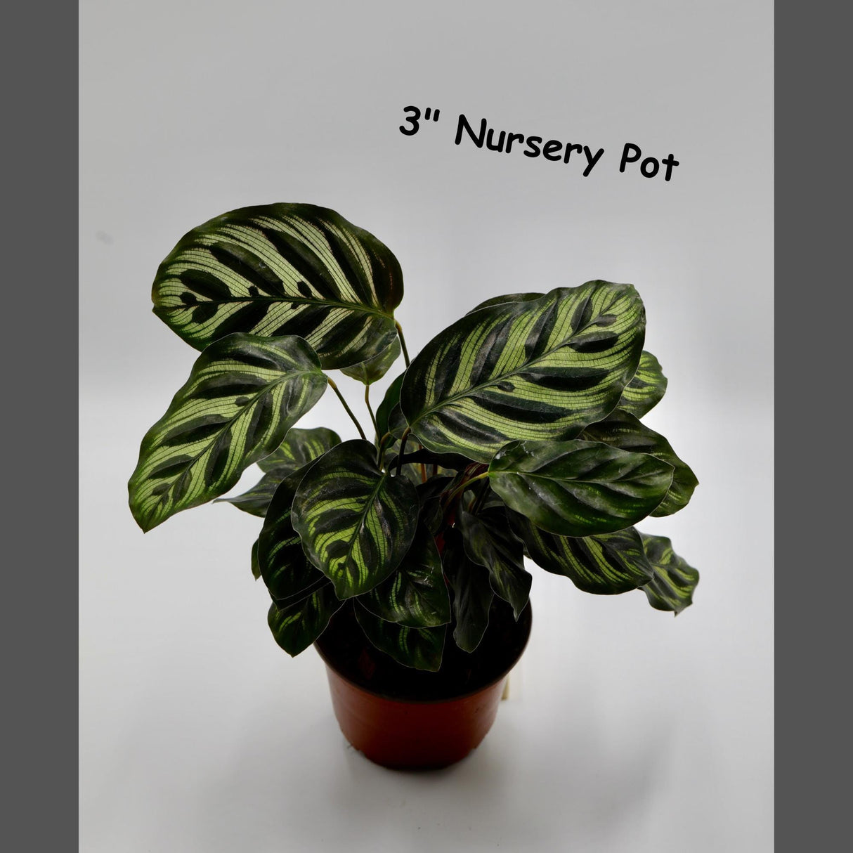 Live Calathea Makoyana in a Nursery Pot - Peacock Calathea - Air Purifier Houseplant - Low light Indoor Plants - Office Plants