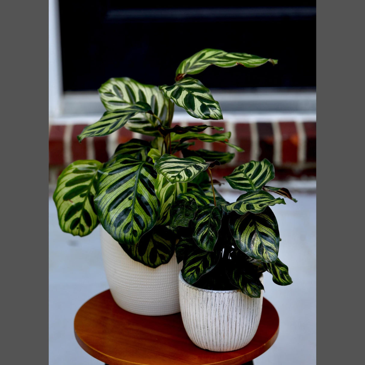 Live Calathea Makoyana in a Nursery Pot - Peacock Calathea - Air Purifier Houseplant - Low light Indoor Plants - Office Plants