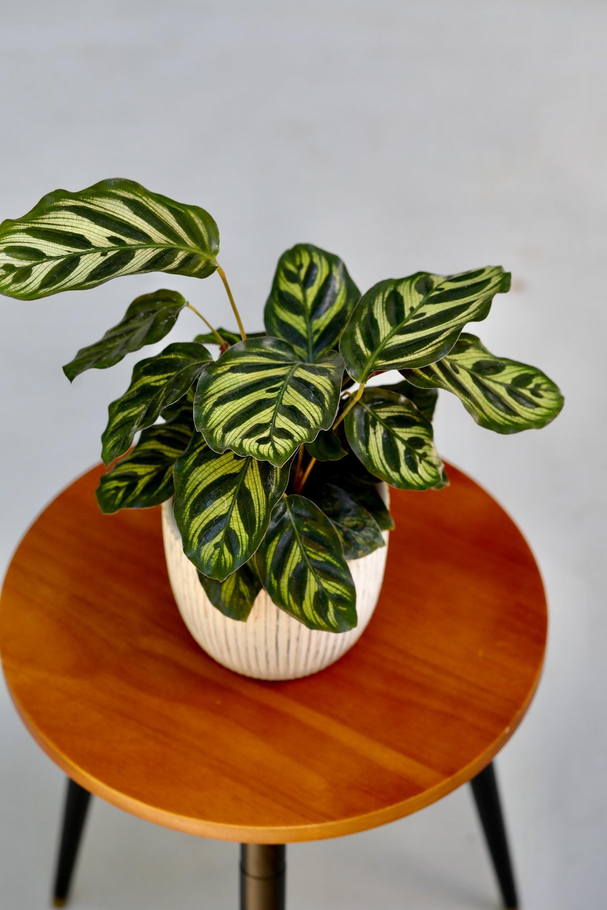 Live Calathea Makoyana in a Nursery Pot - Peacock Calathea - Air Purifier Houseplant - Low light Indoor Plants - Office Plants