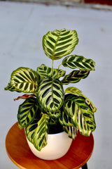 Live Calathea Makoyana in 6 inch Grow Pot - Peacock Calathea - Air Purifier Houseplant - Low light Indoor Plants - Office Plants