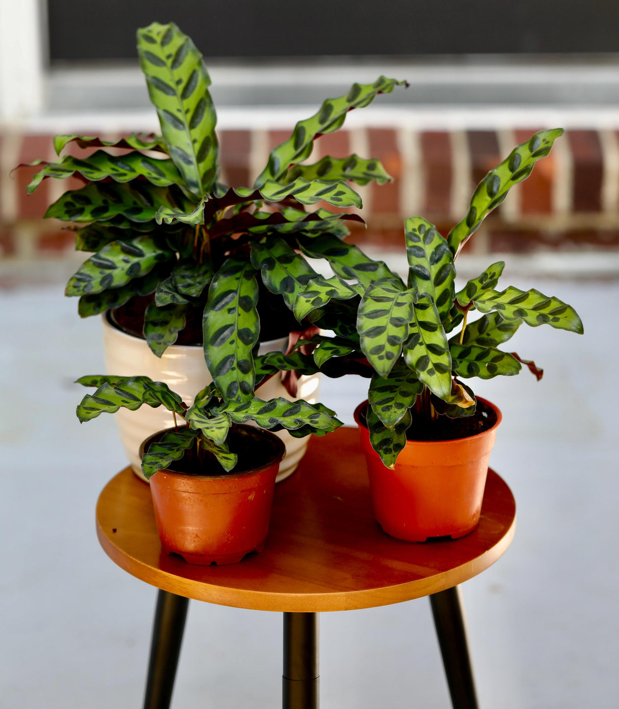 Live Calathea Lancifolia in a Nursery Pot - Air purifier Indoor plant - Low Light Houseplant - Rattlesnake Plant - Office Gift Plants
