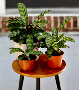 Live Calathea Lancifolia in a Nursery Pot - Air purifier Indoor plant - Low Light Houseplant - Rattlesnake Plant - Office Gift Plants