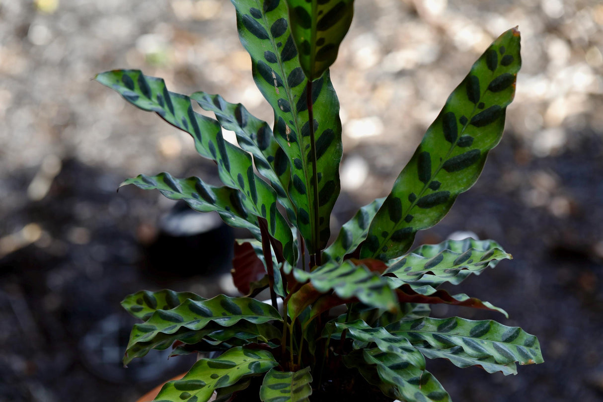Live Calathea Lancifolia in a Pot - Air purifier Indoor plant - Low Light Houseplant - Rattle snake Plant - Office Gift Plants