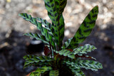 Live Calathea Lancifolia in a Pot - Air purifier Indoor plant - Low Light Houseplant - Rattle snake Plant - Office Gift Plants
