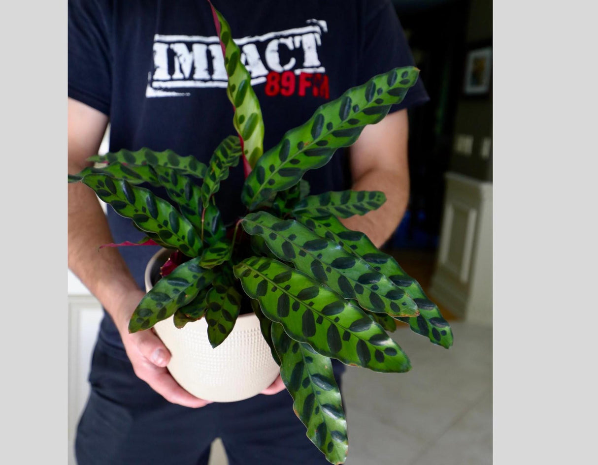 Rare Calathea Lancifolia in 5" Nursery Pot - Air purifier plant - Rare Houseplant - Rattlesnake Plant - Gift Houseplant