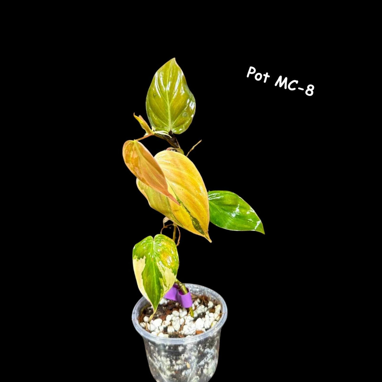 Variegated Philodendron Mican Aurea - Velvet Heartleaf Philodendron - Low Light Vining Rare Indoor Plants - Exotic Office Plants