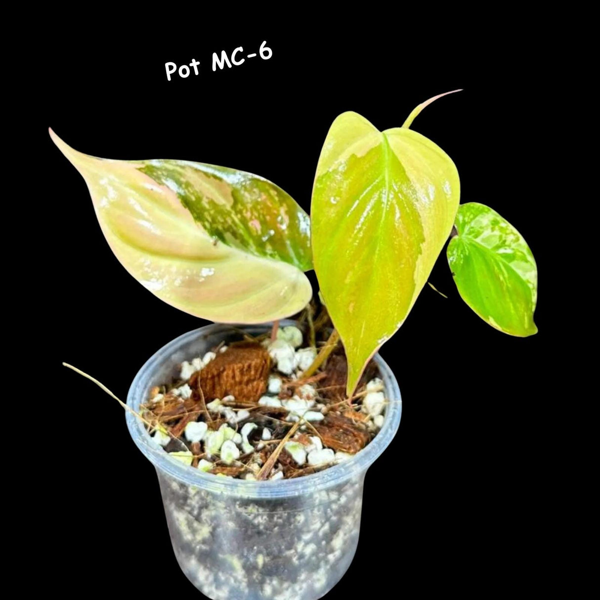 Variegated Philodendron Mican Aurea - Velvet Heartleaf Philodendron - Low Light Vining Rare Indoor Plants - Exotic Office Plants