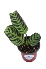Calathea Burle Marx in a 3" Nursery Pot - Burle Marxii Plant - Indoor Houseplants - Fishbone Prayer Plant - Low light office plant