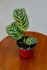 Calathea Burle Marx in a 3" Nursery Pot - Burle Marxii Plant - Indoor Houseplants - Fishbone Prayer Plant - Low light office plant
