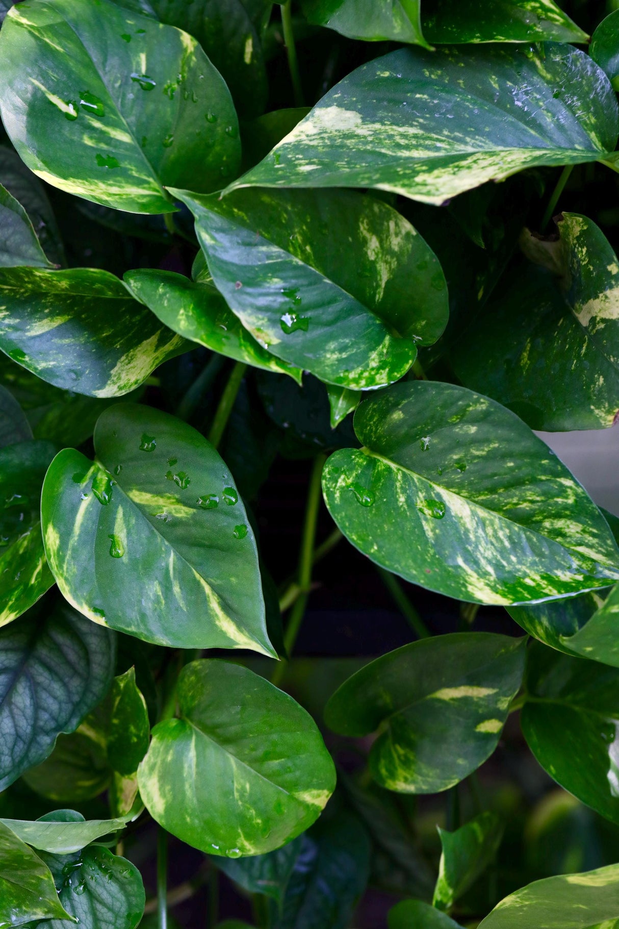 Golden Pothos Cuttings - Easy Care Gift Houseplant - Low Light Indoor Plants - Green Hanging Vines Pothos Plant - Office Plsants