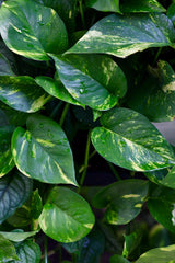 Golden Pothos Cuttings - Easy Care Gift Houseplant - Low Light Indoor Plants - Green Hanging Vines Pothos Plant - Office Plsants