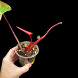 Variegated Philodendron Strawberry Shake in a Nursery Pot - RARE Collector Potted Plant - Pink Philodendron - SAME Plant as images-US seller