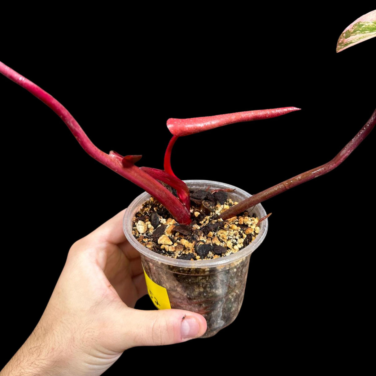 Variegated Philodendron Strawberry Shake in a Nursery Pot - RARE Collector Potted Plant - Pink Philodendron - SAME Plant as images-US seller