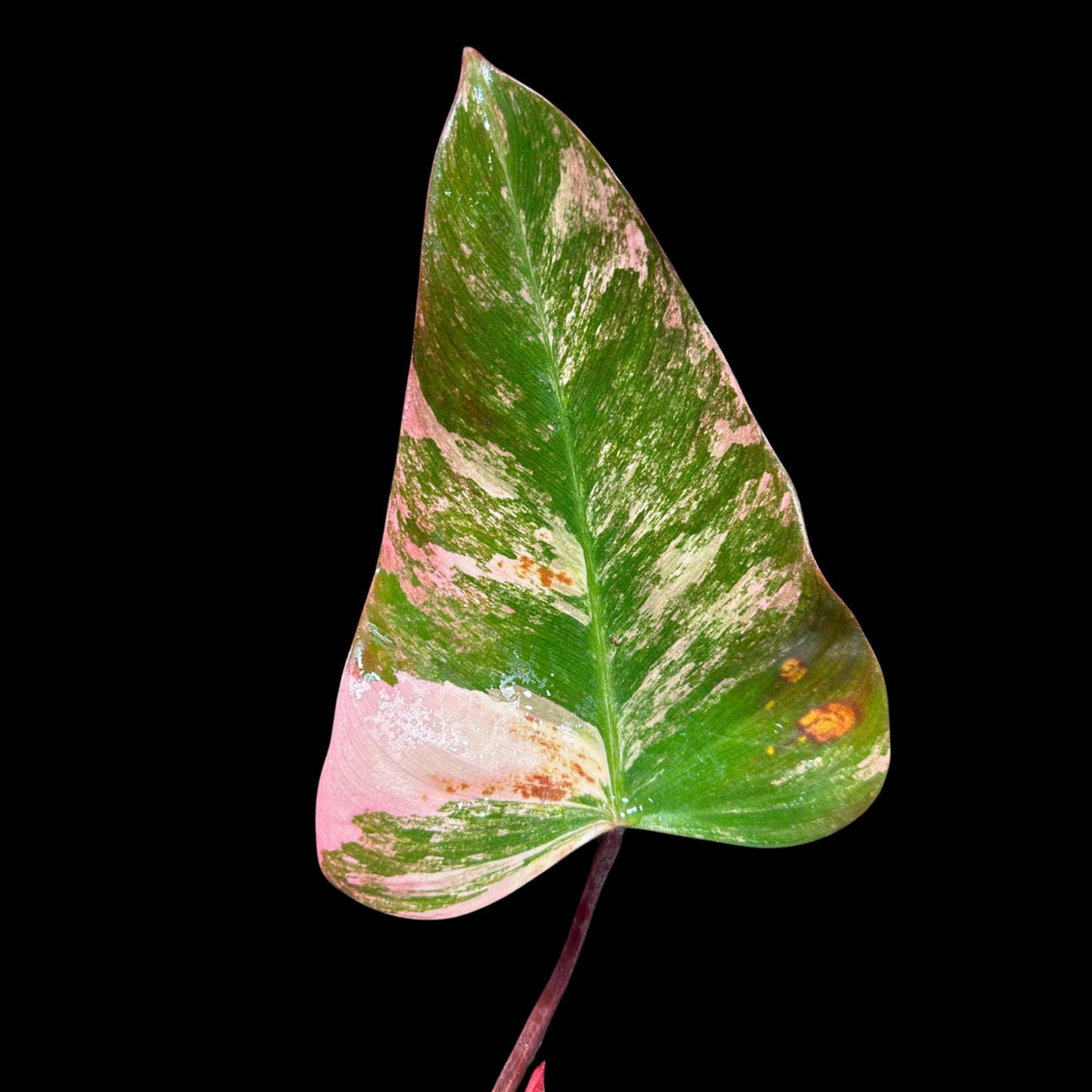 Variegated Philodendron Strawberry Shake in a Nursery Pot - RARE Collector Potted Plant - Pink Philodendron - SAME Plant as images-US seller