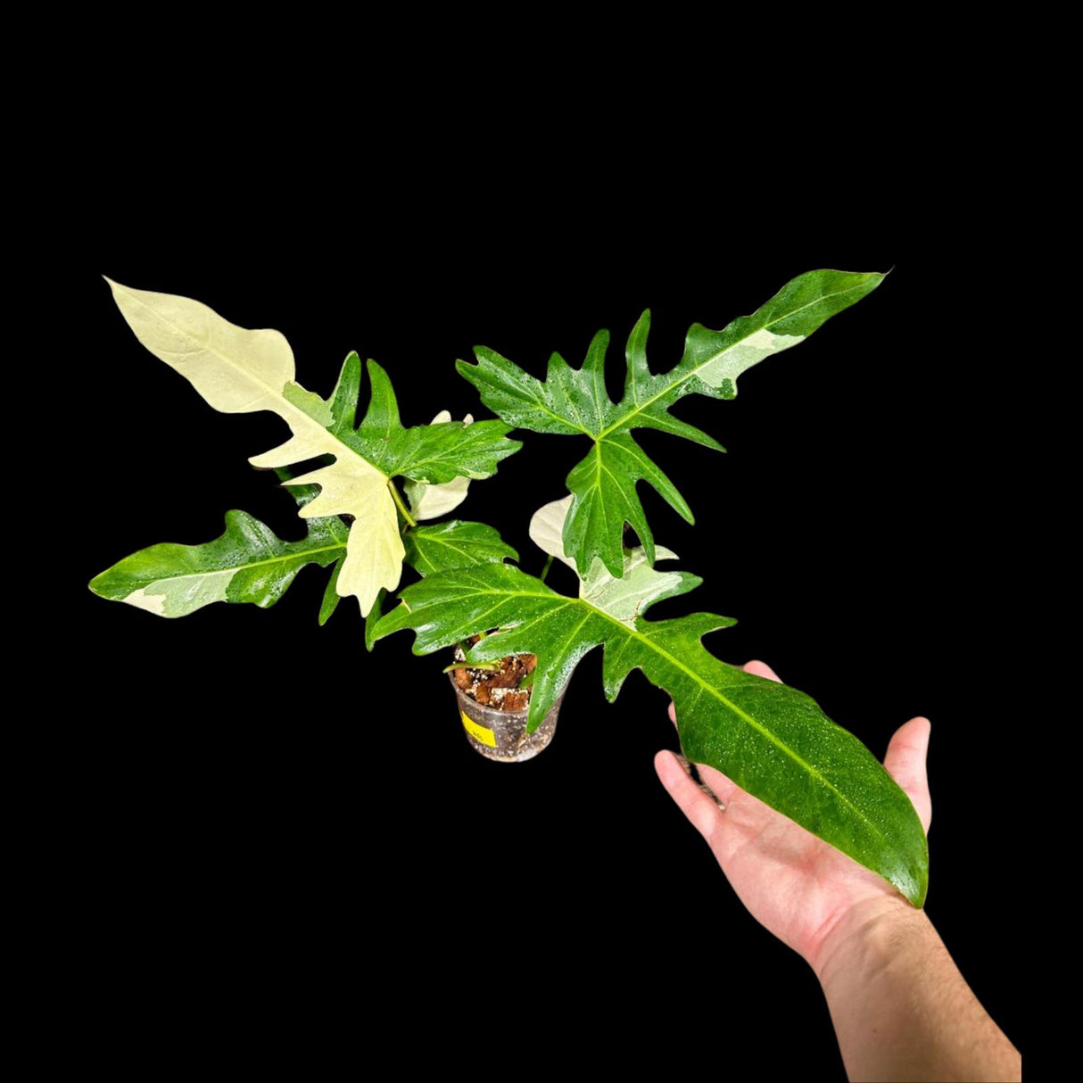 Philodendron Golden Dragon Variegated Plant in a Nursery Pot- Collector Rare Indoor Plants - EXACT SAME plant - USA Seller