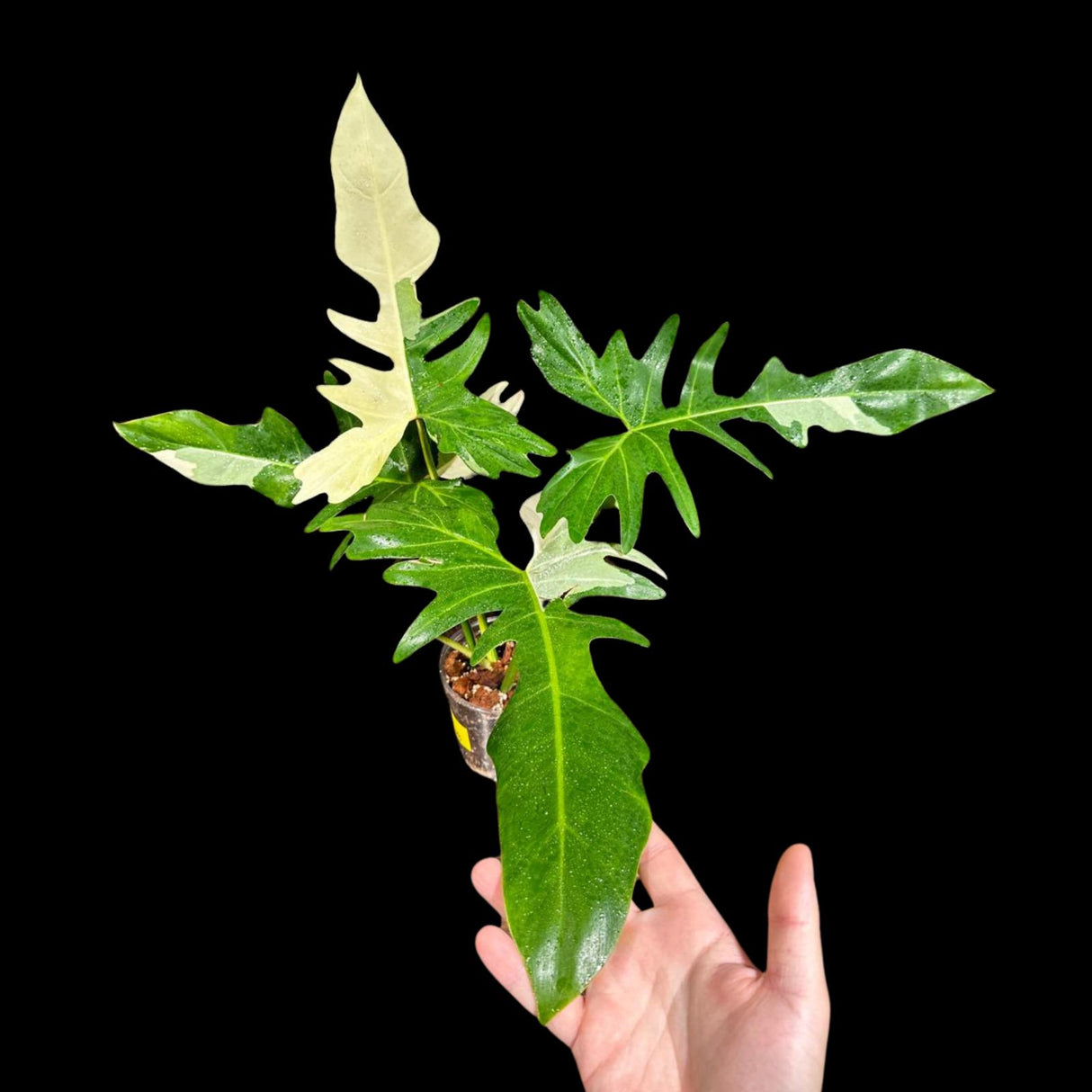 Philodendron Golden Dragon Variegated Plant in a Nursery Pot- Collector Rare Indoor Plants - EXACT SAME plant - USA Seller