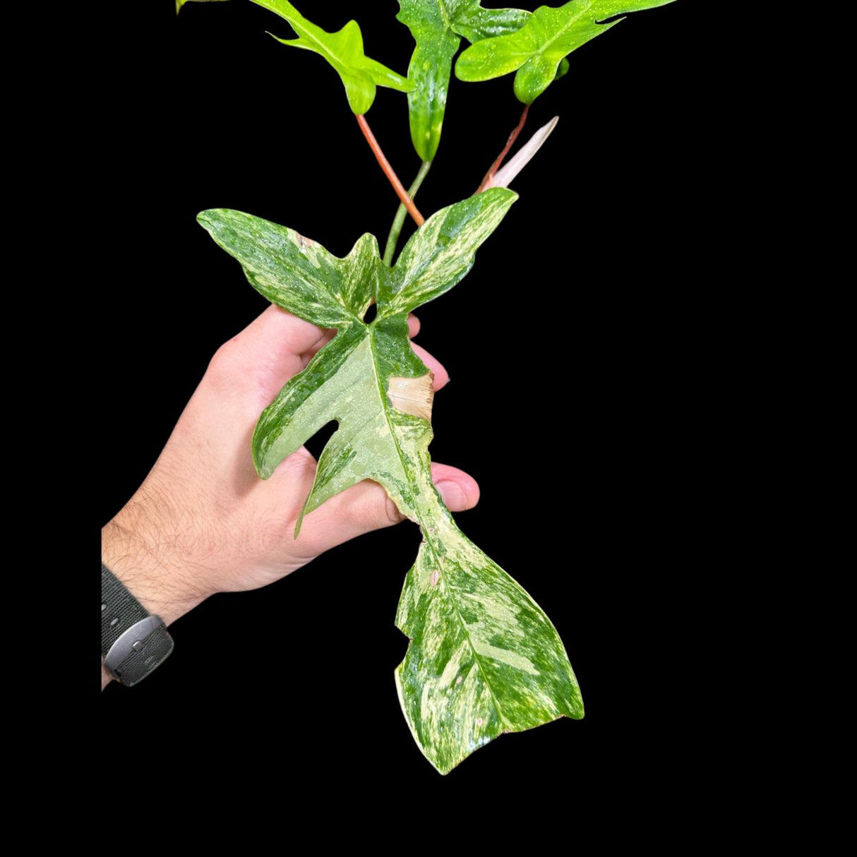 Variegated Philodendron Florida Beauty in a Nursery Pot - Extremely Rare Variegated Florida Beauty Live Indoor Plant - Rare Collector Plant
