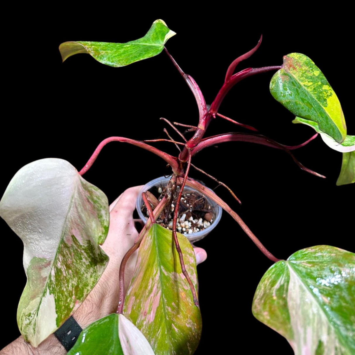 Variegated Philodendron Strawberry Shake in a Nursery Pot - Strawberry Shake RARE Collector Potted Plant - SAME Plant as images