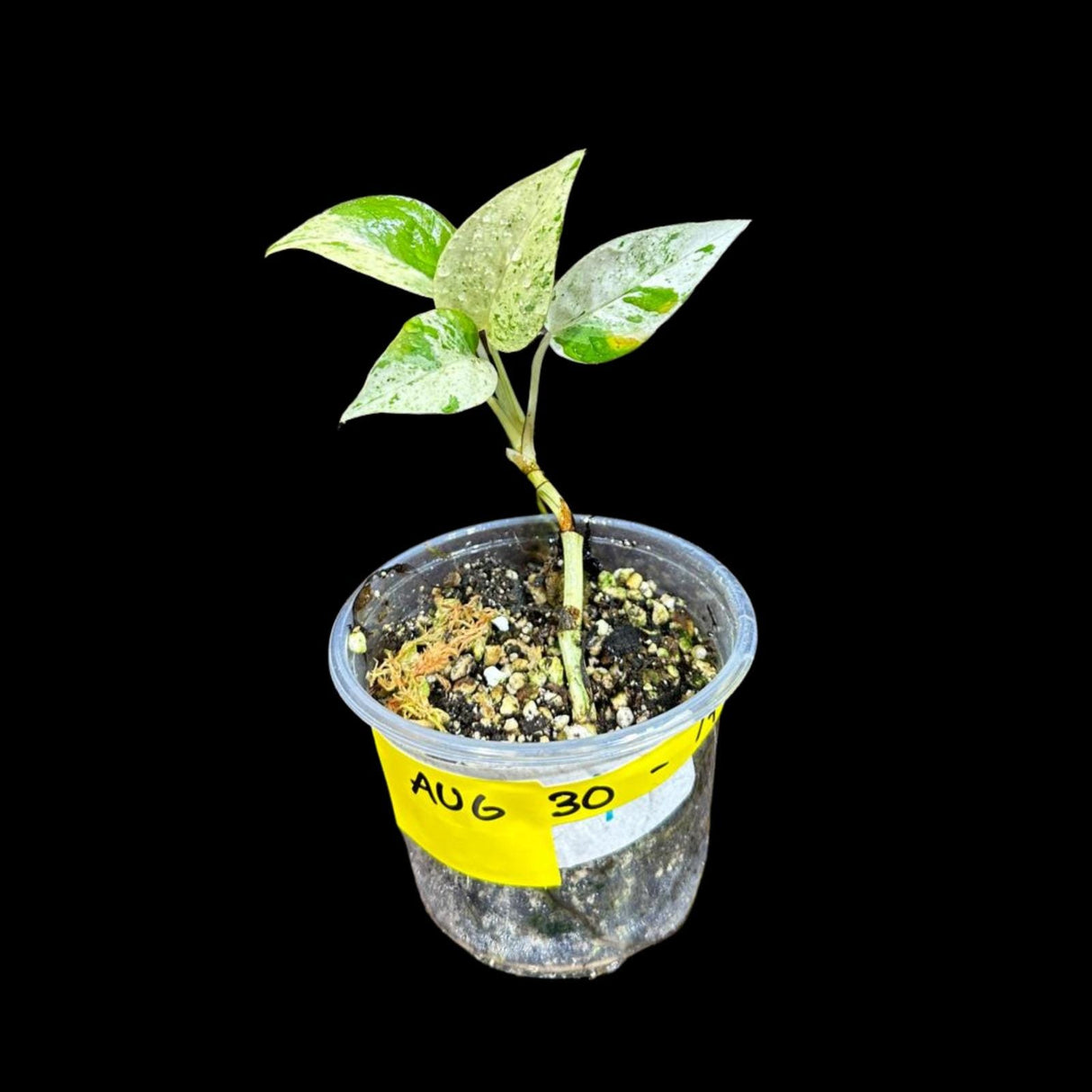 RARE Epipremnum pinnatum marble Variegated Plant in a Nursery Pot - Variegated Plant - Indoor Plant SAME Pot as picture -US Seller